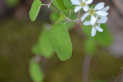 Amelanchier sanguinea