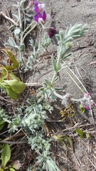 Lathyrus littoralis
