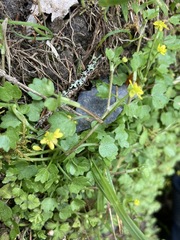 Ranunculus cheirophyllus