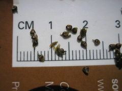 Carex decomposita