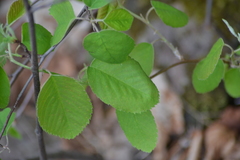 Amelanchier sanguinea