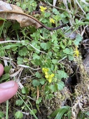 Ranunculus cheirophyllus