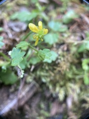 Ranunculus cheirophyllus