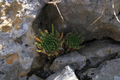 Draba cuspidata