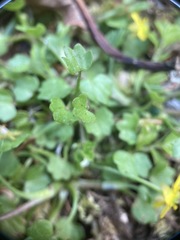Ranunculus cheirophyllus