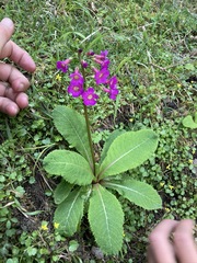 Primula miyabeana