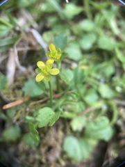 Ranunculus cheirophyllus