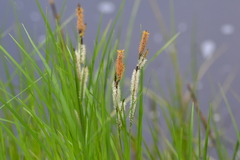 Carex emoryi
