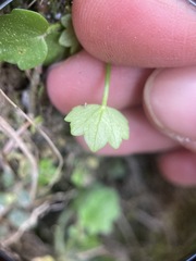 Ranunculus cheirophyllus