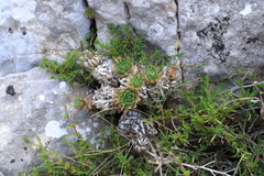 Draba cuspidata