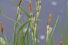 Carex emoryi