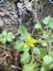 Ranunculus cheirophyllus