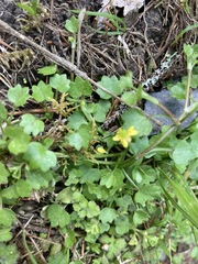 Ranunculus cheirophyllus