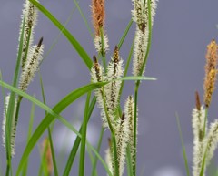 Carex emoryi