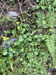 Ranunculus cheirophyllus