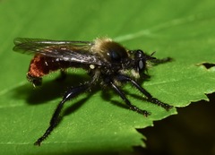 Laphria janus