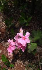 Mandevilla illustris