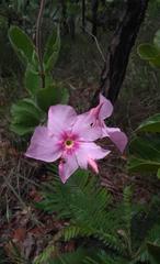 Mandevilla illustris