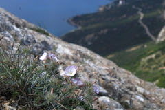 Convolvulus calvertii