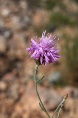 Centaurea comperana