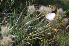 Convolvulus calvertii