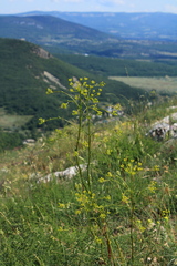 Ferulago galbanifera