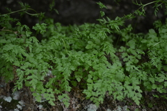 Cryptogramma stelleri image
