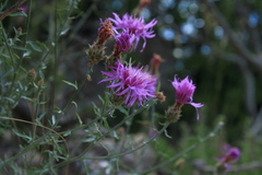 Centaurea comperana