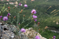 Centaurea comperana