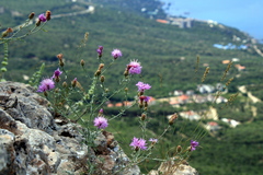 Centaurea comperana