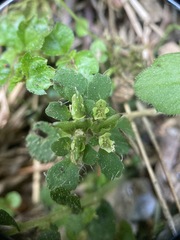 Chrysosplenium hebetatum