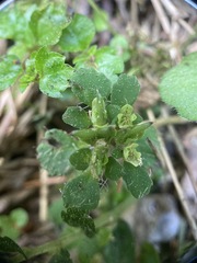 Chrysosplenium hebetatum