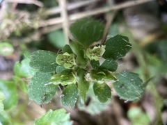 Chrysosplenium hebetatum