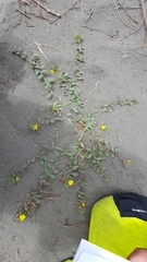 Camissoniopsis cheiranthifolia cheiranthifolia