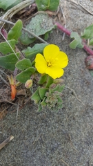 Camissoniopsis cheiranthifolia cheiranthifolia