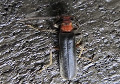 Podabrus conspiratus