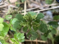 Chrysosplenium hebetatum