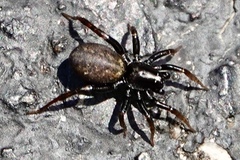 Allocosinae