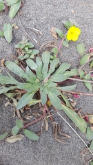 Camissoniopsis cheiranthifolia cheiranthifolia
