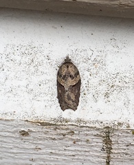 Acleris pulverosana