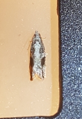 Proteoteras crescentana