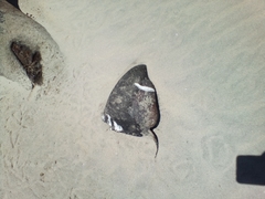 Pseudorca crassidens