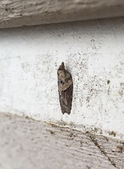 Acleris pulverosana