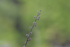 Solidago hispida hispida