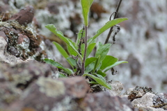 Solidago hispida hispida