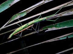 Graeffea crouanii