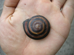 Caracolus sagemon