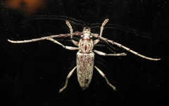 Elaphidion