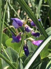 Lathyrus japonicus