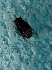 Copestylum mexicanum